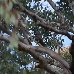 Callocephalon fimbriatum (Gang-gang Cockatoo) at Greenleigh, NSW - 27 Sep 2024 by LyndalT