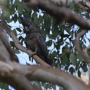 Callocephalon fimbriatum at Greenleigh, NSW - 28 Sep 2024