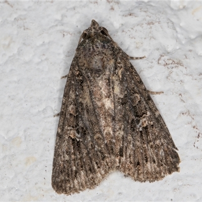 Hypoperigea tonsa (A noctuid moth) at Melba, ACT - 11 Oct 2024 by kasiaaus