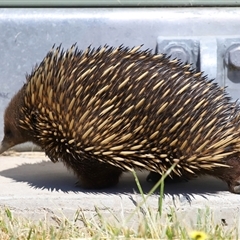 Tachyglossus aculeatus (Short-beaked Echidna) at Holt, ACT - 10 Oct 2024 by TimL