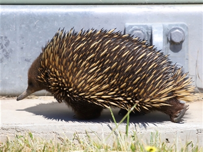 Tachyglossus aculeatus (Short-beaked Echidna) at Holt, ACT - 10 Oct 2024 by TimL