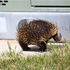 Tachyglossus aculeatus at Holt, ACT - 10 Oct 2024 01:14 PM