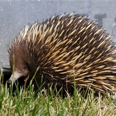 Tachyglossus aculeatus at Holt, ACT - 10 Oct 2024