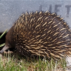 Tachyglossus aculeatus at Holt, ACT - 10 Oct 2024 01:14 PM