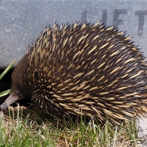 Tachyglossus aculeatus at Holt, ACT - 10 Oct 2024 01:14 PM