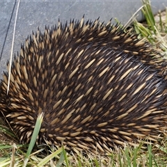 Tachyglossus aculeatus at Holt, ACT - 10 Oct 2024