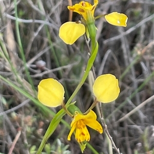 Diuris nigromontana at Bruce, ACT - 12 Oct 2024