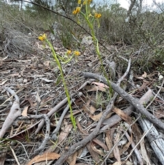 Diuris nigromontana at Bruce, ACT - suppressed