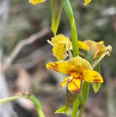 Diuris nigromontana at Bruce, ACT - suppressed