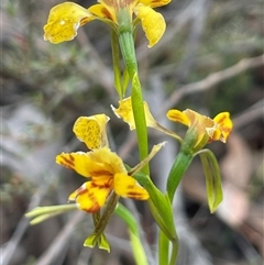 Diuris nigromontana at Bruce, ACT - suppressed