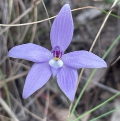 Glossodia major (Wax Lip Orchid) at Bruce, ACT - 12 Oct 2024 by Clarel