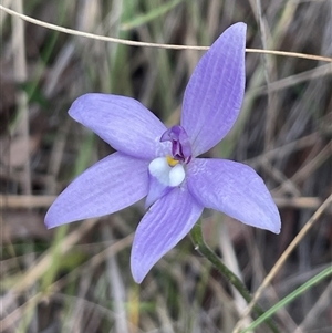 Glossodia major at Bruce, ACT - 12 Oct 2024