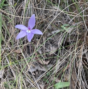 Glossodia major at Bruce, ACT - 12 Oct 2024