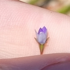 Wahlenbergia multicaulis (Tadgell's Bluebell) at Bombay, NSW - 13 Oct 2024 by clarehoneydove