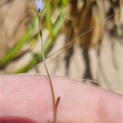 Wahlenbergia multicaulis at Bombay, NSW - 13 Oct 2024