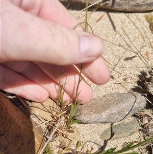 Wahlenbergia multicaulis at Bombay, NSW - 13 Oct 2024