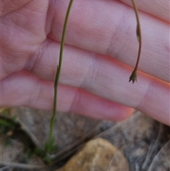 Wahlenbergia multicaulis at Bombay, NSW - 13 Oct 2024