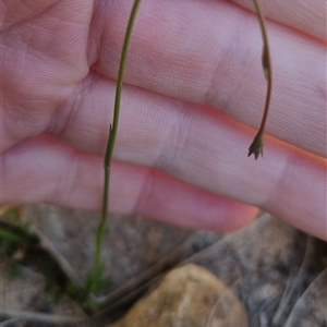 Wahlenbergia multicaulis at Bombay, NSW - 13 Oct 2024