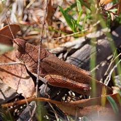 Goniaea opomaloides (Mimetic Gumleaf Grasshopper) at Tharwa, ACT - 11 Oct 2024 by RomanSoroka