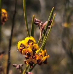 Daviesia leptophylla (Slender Bitter Pea) at Captains Flat, NSW - 13 Oct 2024 by Csteele4