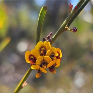 Daviesia leptophylla at Captains Flat, NSW - 13 Oct 2024 01:11 PM