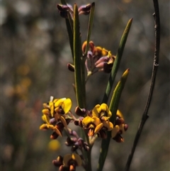 Daviesia leptophylla at Captains Flat, NSW - 13 Oct 2024