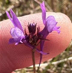 Linaria pelisseriana (Pelisser's Toadflax) at Yarralumla, ACT - 13 Oct 2024 by lbradley