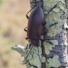 Homotrysis cisteloides (Darkling beetle) at Isaacs, ACT - 13 Oct 2024 by Mike