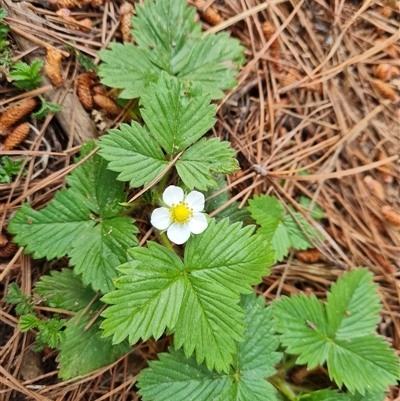 Potentilla vesca (Alpine Strawberry) at Isaacs, ACT - 13 Oct 2024 by Mike