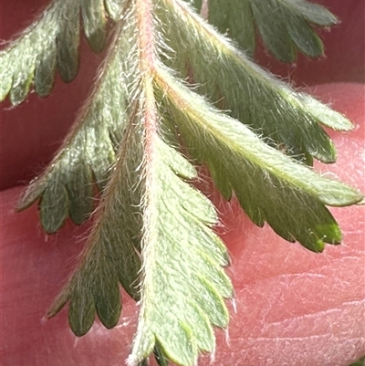 Acaena x ovina (Sheep's Burr) at Yarralumla, ACT - 13 Oct 2024 by lbradley