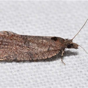 Cryptaspasma sordida at Jerrabomberra, NSW - 12 Oct 2024