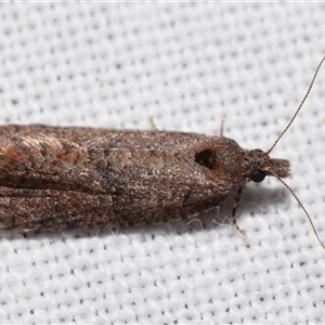 Cryptaspasma sordida at Jerrabomberra, NSW - 12 Oct 2024