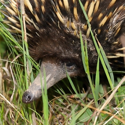 Tachyglossus aculeatus (Short-beaked Echidna) at Strathnairn, ACT - 10 Oct 2024 by TimL