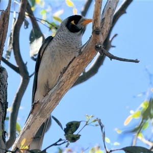 Manorina melanocephala (Noisy Miner) at Bandiana, VIC by KylieWaldon