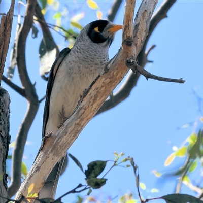 Manorina melanocephala (Noisy Miner) at Bandiana, VIC - 12 Oct 2024 by KylieWaldon