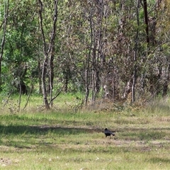 Corcorax melanorhamphos (White-winged Chough) at Bandiana, VIC - 13 Oct 2024 by KylieWaldon