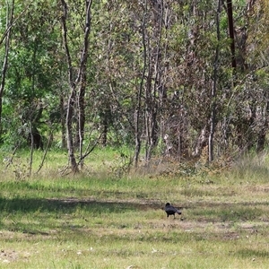 Corcorax melanorhamphos at Bandiana, VIC - 13 Oct 2024