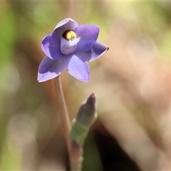 Cyanicula caerulea at Bandiana, VIC - 12 Oct 2024 by KylieWaldon