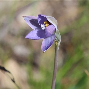 Thelymitra peniculata at Bandiana, VIC - suppressed