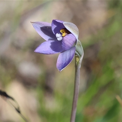 Cyanicula caerulea at Bandiana, VIC - 12 Oct 2024 by KylieWaldon