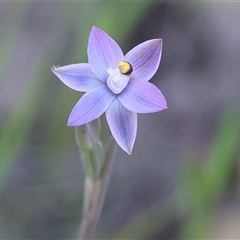 Thelymitra peniculata at Bandiana, VIC - suppressed