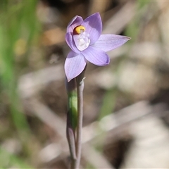 Thelymitra peniculata at Bandiana, VIC - suppressed