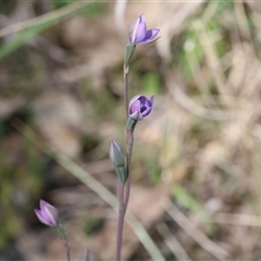 Thelymitra (Genus) (Sun Orchid) at Bandiana, VIC - 13 Oct 2024 by KylieWaldon