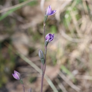 Thelymitra (Genus) at Bandiana, VIC - suppressed