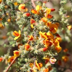 Pultenaea foliolosa at Bandiana, VIC - 12 Oct 2024 by KylieWaldon