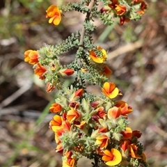 Pultenaea foliolosa at Bandiana, VIC - 13 Oct 2024 10:09 AM