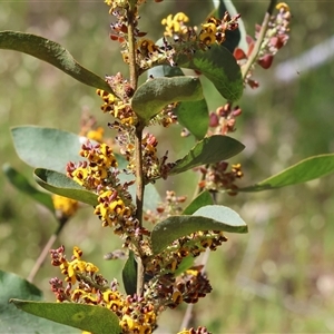 Daviesia latifolia (Hop Bitter-Pea) at Bandiana, VIC by KylieWaldon