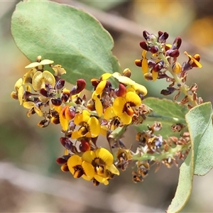 Daviesia latifolia at Bandiana, VIC - 13 Oct 2024 10:32 AM