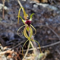 Caladenia atrovespa at Burrinjuck, NSW - 13 Oct 2024 by sduus