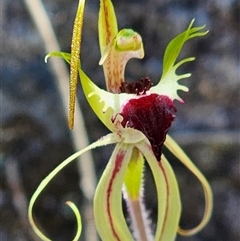 Caladenia parva at Burrinjuck, NSW - suppressed